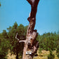 Tuolumne County, CA (65 items)