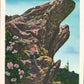 Watauga County, NC (25 items)