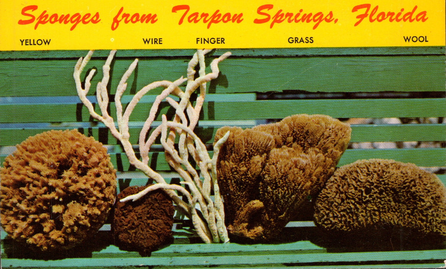 Pinellas County, FL (109 items)