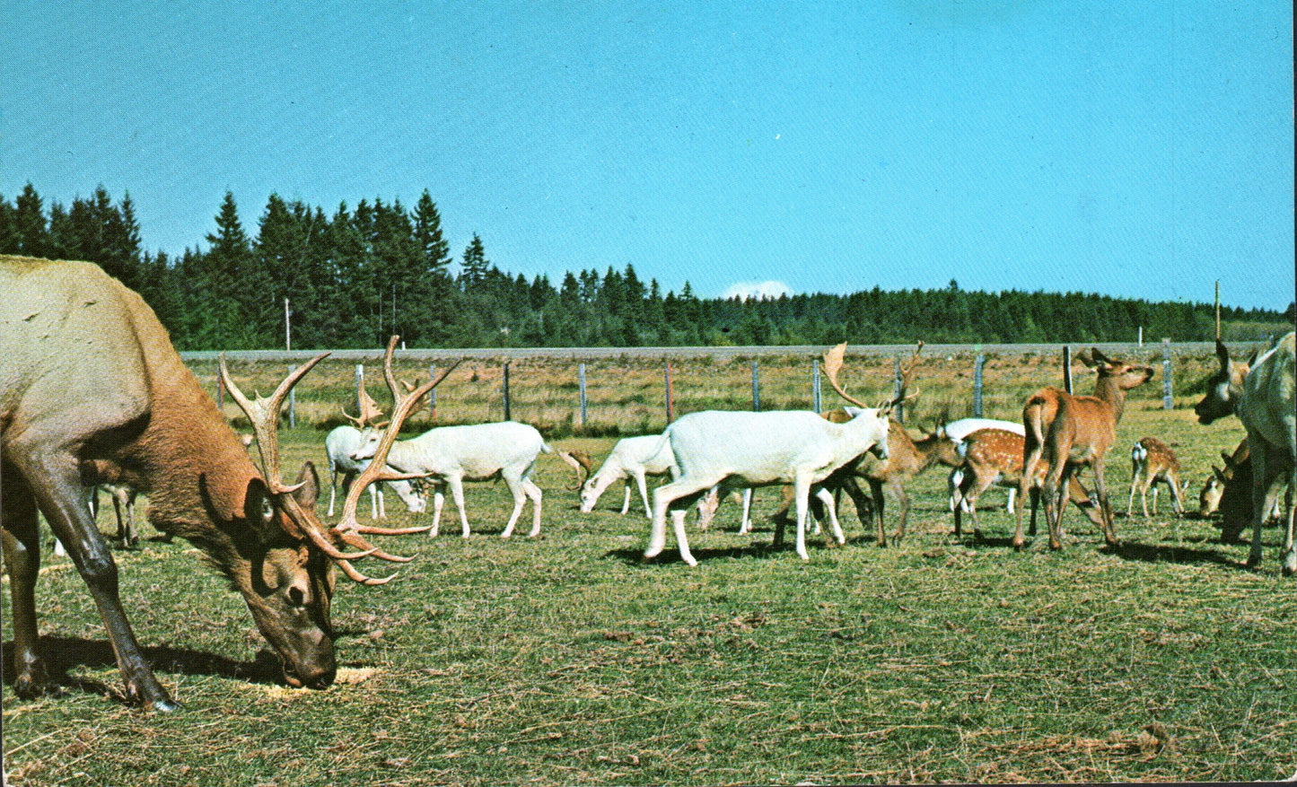 Lewis County, WA (37 items)